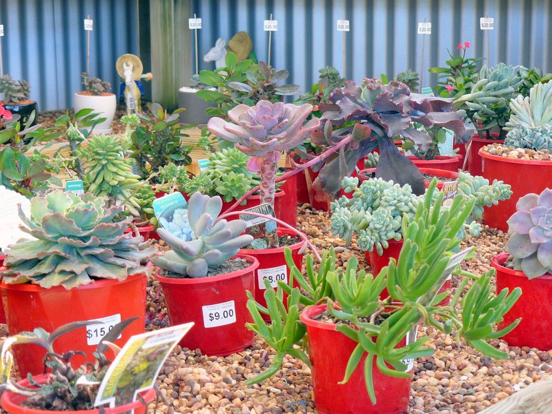 Succulents in Red Pots on Display — Plants in QLD