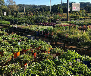 Garden Nursery — Plants in QLD