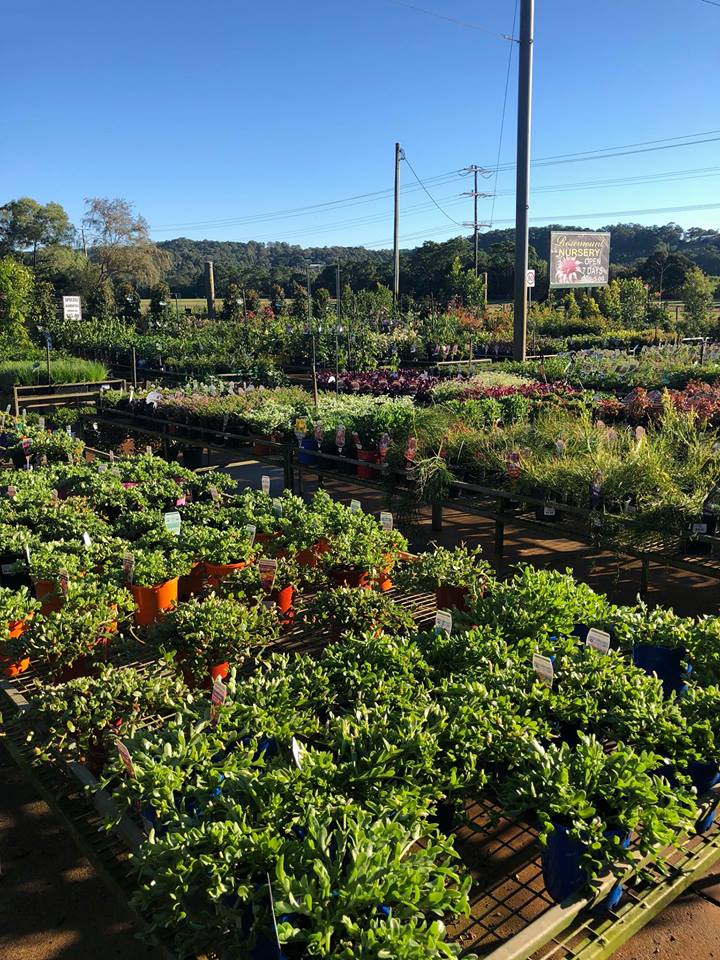 Vast Selection of Plants — Plants in QLD