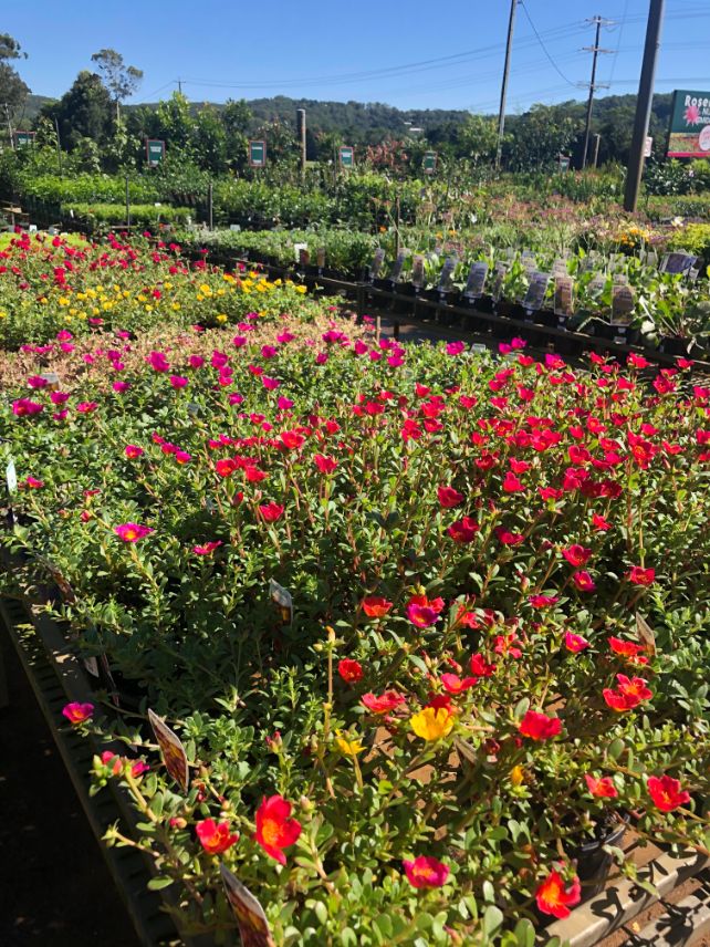 Wide Selection of Flowers at the Nursery - Plants in QLD