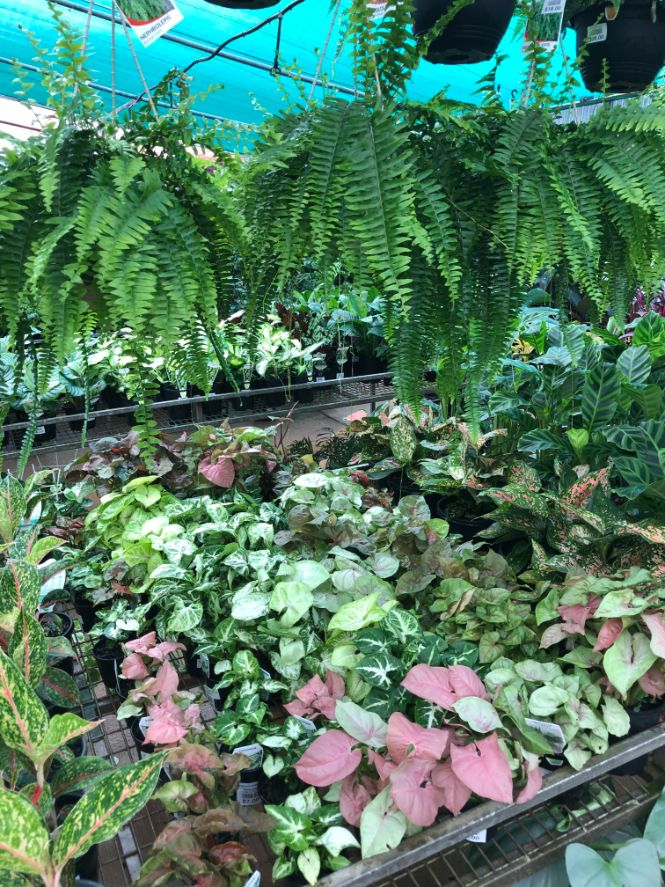 Various Plants in the Greenhouse - Plants in QLD