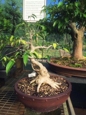 Leaning Bonsai Tree — Plants in QLD