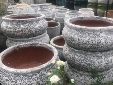 Variety of Garden Pots - Plants in QLD